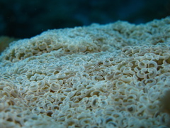 Fimbriaphyllia ancora