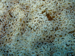 Fimbriaphyllia ancora