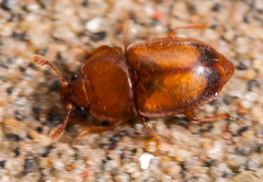 Epuraea terminalis
