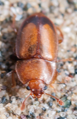 Epuraea terminalis