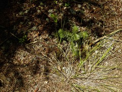 Piptatheropsis pungens