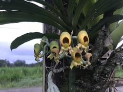 Catasetum maculatum