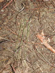 Piptatheropsis pungens