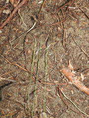 Piptatheropsis pungens