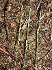 Piptatheropsis pungens