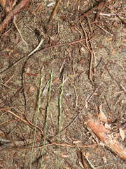 Piptatheropsis pungens