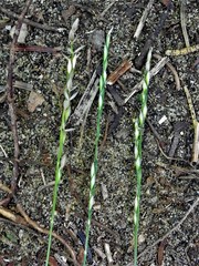 Piptatheropsis pungens