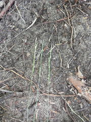 Piptatheropsis pungens