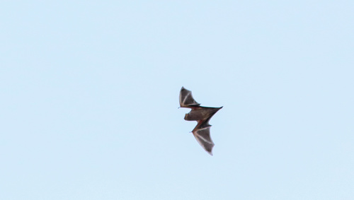Eastern Red Bat photographed in Michigan