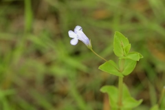 Lindernia dubia anagallidea