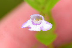 Lindernia dubia anagallidea