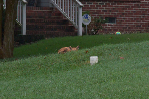 Red Fox photographed in North Carolina