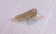 Agallia quadripunctata