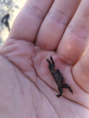 Asthenognathus atlanticus