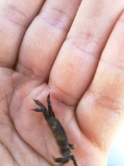 Asthenognathus atlanticus