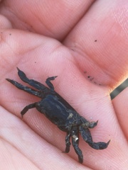 Asthenognathus atlanticus