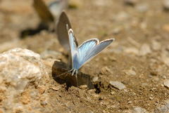 Polyommatus eros