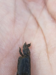 Asthenognathus atlanticus