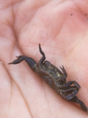 Asthenognathus atlanticus