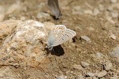 Polyommatus eros