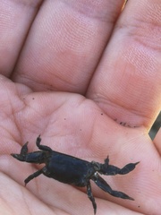 Asthenognathus atlanticus