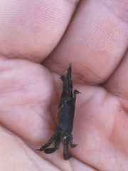 Asthenognathus atlanticus