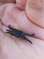 Asthenognathus atlanticus