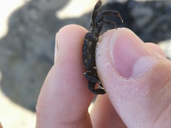 Asthenognathus atlanticus