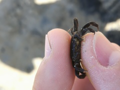 Asthenognathus atlanticus