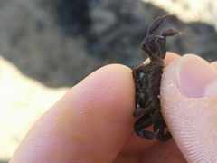 Asthenognathus atlanticus