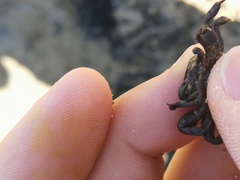 Asthenognathus atlanticus