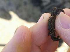 Asthenognathus atlanticus