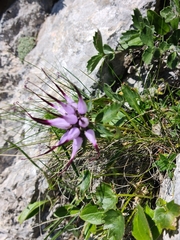 Physoplexis comosa