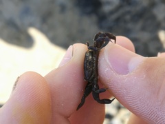 Asthenognathus atlanticus