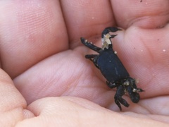 Asthenognathus atlanticus