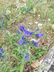 Echium vulgare