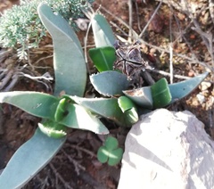 Acrodon bellidiflorus