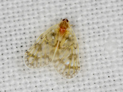 Saccharodite chrysonoe