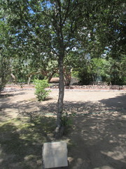 Prunus serotina capuli