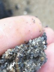 Oxydromus flexuosus