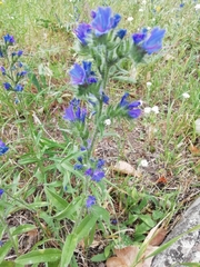 Echium vulgare
