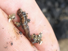 Oxydromus flexuosus