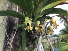 Catasetum maculatum