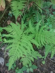 Phegopteris