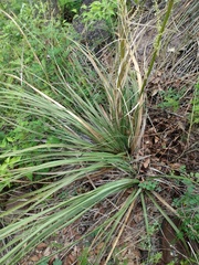 Nolina microcarpa