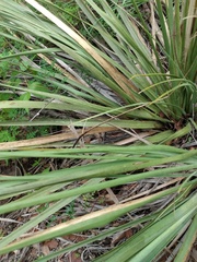 Nolina microcarpa