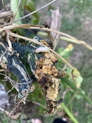 Eichlinia cucurbitae