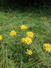 Scorzoneroides autumnalis