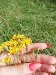 Scorzoneroides autumnalis