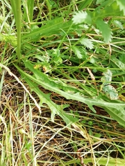 Scorzoneroides autumnalis